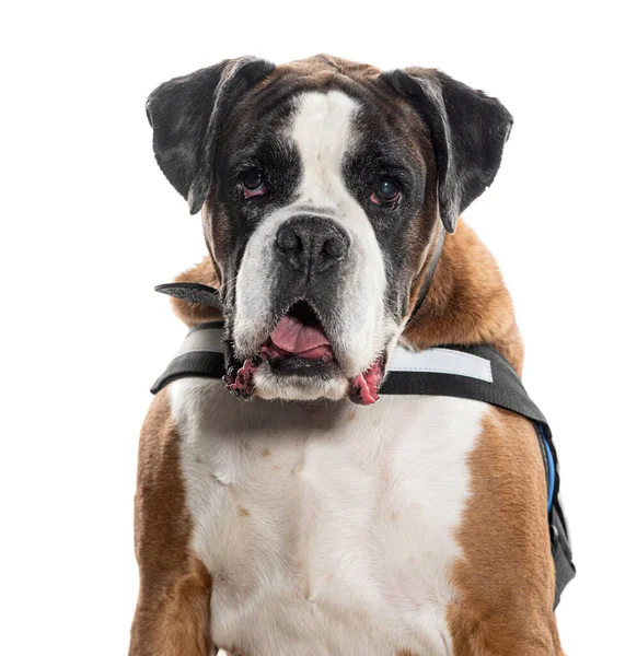 Head Shot Panting Boxer Wearing Harness Isolated White — Stock Photo, Image