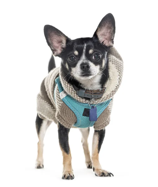 Chihuahua Trägt Einen Wintermantel Und Blickt Die Kamera Isoliert Auf — Stockfoto