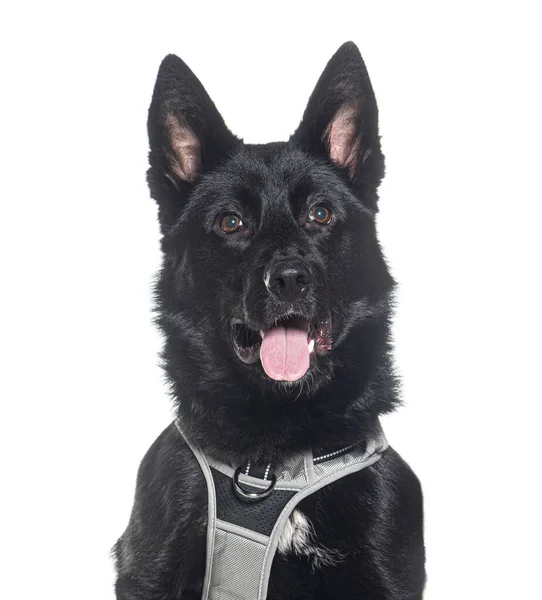 Head Shot Panting Crossbreed Wearing Harness Isolated White — Stock Photo, Image