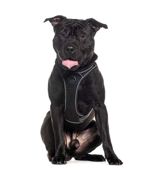 Melez Köpek Soluk Soluğa Oturuyor Koşum Takımı Takıyor — Stok fotoğraf