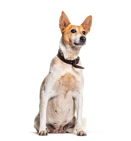 stock image Crossbreed dog with a collar sitting and looking away up, Isolated on white, Isolated on white