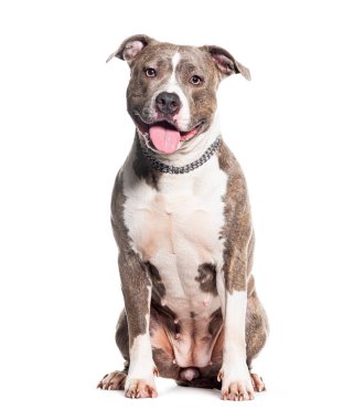 Beyaz bir tasma takan soluyan melez.