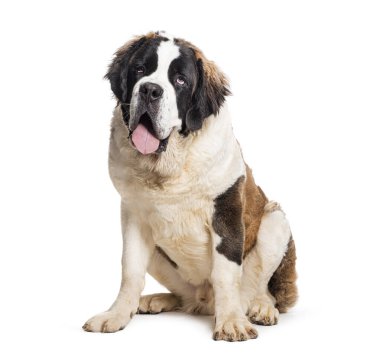 Saint Bernard soluk soluğa, beyaz tenli.