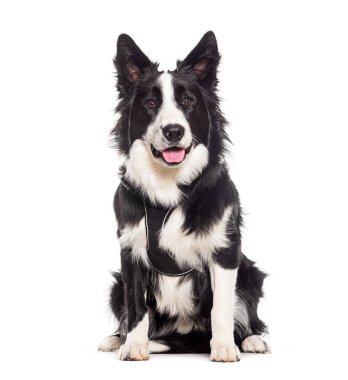 Melez köpek soluk soluğa ve koşum takımı takıyor.