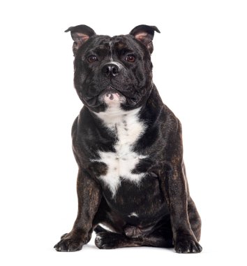 Siyah ve beyaz Amstaff, beyaz üzerine izole