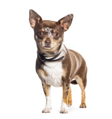 Melez köpek tasması takıyor, beyazlar içinde.