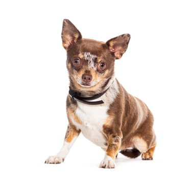 Melez köpek tasması takıyor, beyazlar içinde.