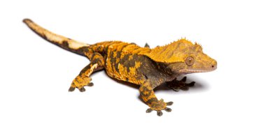 İbikli kertenkele, Correlophus ciliatus, beyaz üzerine izole edilmiş