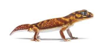 profile view of s Three-lined knob-tailed gecko, Nephrurus levis  pilbarensis, isolated on white