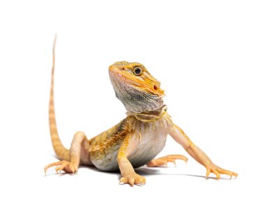 Pogona, Pogona vittisepsleri, önümde duruyor, beyaz tenli.