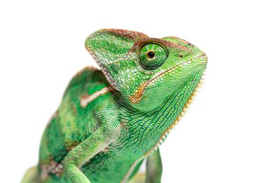 Chamaeleo Calyptratus adında örtülü bir bukalemunun kafasının görüntüsü, beyaz üzerine izole edilmiş.