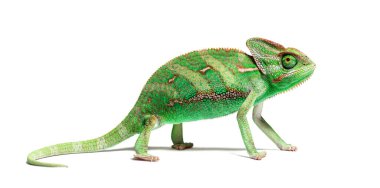 Portrait side view of a veiled chameleon, Chamaeleo calyptratus, isolated on white clipart