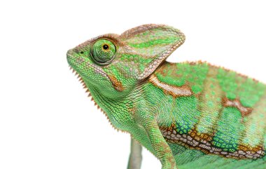 Chamaeleo Calyptratus adında örtülü bir bukalemunun kafasının görüntüsü, beyaz üzerine izole edilmiş.