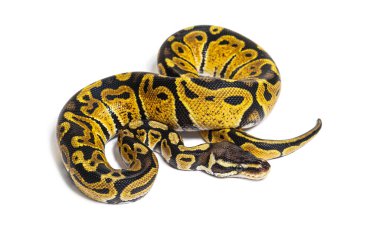 Pastel ball python, Python Regius, isolated on white