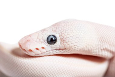 Blue Eyed Leucistic Python Regius, isolated on white