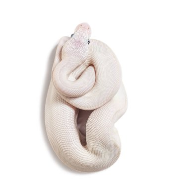 Blue Eyed Leucistic Python Regius, isolated on white