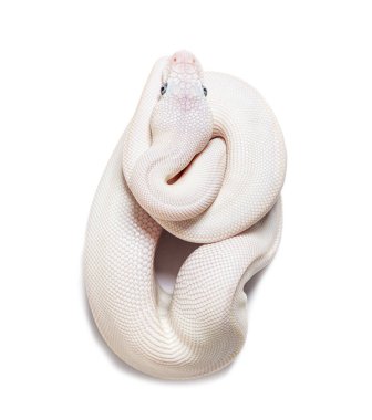 Blue Eyed Leucistic Python Regius, isolated on white
