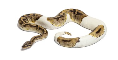 Piebald python regius smelling with its tongue, isolated on white