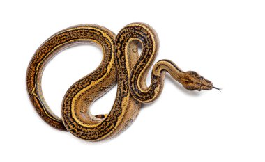 Black stripe boa constrictor sticking the tongue out, isolated on white