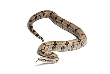 Boa constricteur sniffing with tongue out, isolated on white