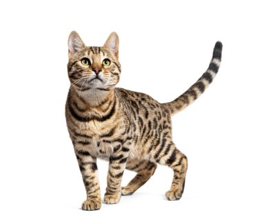 Bengal cat marking the stop and looking away, isolated on white