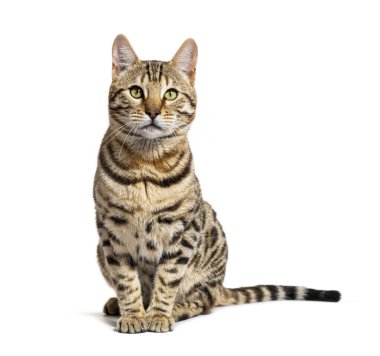 Bengal kedisini beyazlar içinde izole bir şekilde otururken ve bakarken gördüm.