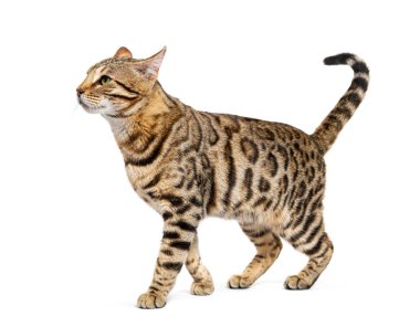 Bengal cat marking the stop and looking away, isolated on white