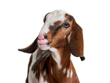 Head shot of an anglo-Nubian goat or Nubian - Capra hircus - isolated on white