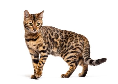 Bengal cat marking the stop and looking away, isolated on white