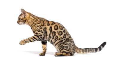 Bengal cat marking the stop and looking away, isolated on white