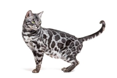 Gümüş Bengal kedisi dikilip, kuyruğunu kıstırıp beyaza bakıyor.