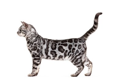 Gümüş bengal bir kedinin yan görünüşü, beyaz bir arka planın önünde dikilip başka tarafa bakıyor.