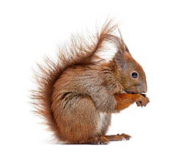 Side view of a Eurasian red squirrel looking at the camera, sciurus vulgaris, one year old, isolated on white