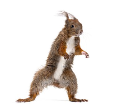 Eurasian red squirrel on hind legs looking up, sciurus vulgaris, isolated on white