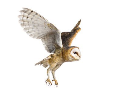 Side view of a Barn Owl, nocturnal bird of prey, flying wings spread, Tyto alba, isolated on withe