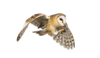 Side view of a Barn Owl, nocturnal bird of prey, flying wings spread, Tyto alba, isolated on withe