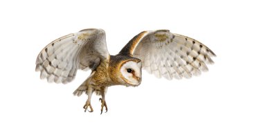 Side view of a Barn Owl, nocturnal bird of prey, flying wings spread, Tyto alba, isolated on withe