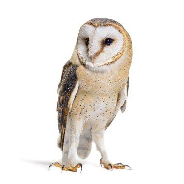 Barn Owl Looking away, Tyto alba, standing, isolated on white