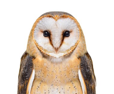 close up on a Barn Owl head, Tyto alba, isolated on white