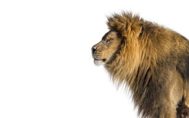 Yetişkin bir erkek aslanın mükemmel profili, beyaz üzerine izole edilmiş bir şekilde başka tarafa bakıyor.