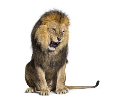 Oturan Aslan, kükreyen, hırlayan ve dişlerini saldırganca gösteren Panthera Leo, beyaz üzerine izole edilmiş.