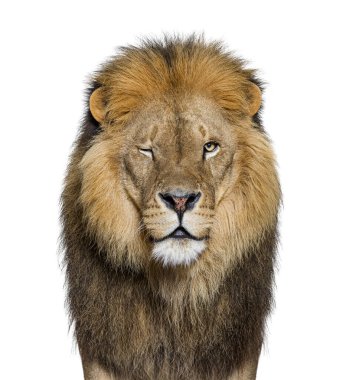 Kameraya göz kırpan yetişkin bir erkek aslanın portresi, Panthera Leo, beyaz üzerine izole edilmiş.