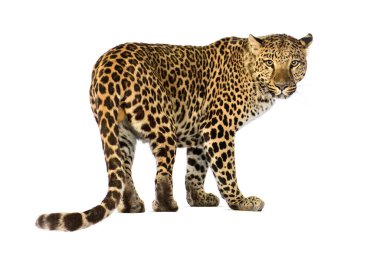 Benekli leopar panthera pardus kameraya bakıyor, beyaz üzerinde izole.