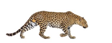 Benekli bir leoparın yürüyüşünün yan görüntüsü, Panthera pardus, beyaz üzerine izole edilmiş
