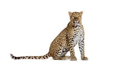 Spotted leopard standing in front and facing at the camera, isolated on white