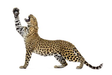 Pençelerini yukarı doğru uzatan bir leoparın yan görüntüsü, ağzı açık, dişlerini gösteriyor, Panthera pardus, beyaz üzerine izole edilmiş.