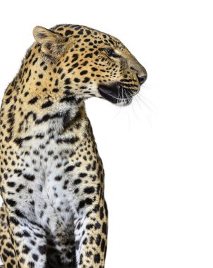 Benekli bir leoparın portre fotoğrafı sağa bakıyor, beyaz üzerine izole edilmiş.