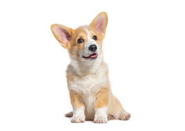 Mutlu soluk soluğa Galli Corgi Pembroke Puppy Oturuyor, beyaz tenli