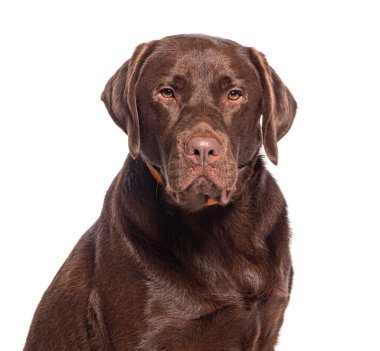 Turuncu köpek tasması takan Çikolata Labrador 'un kafasından.