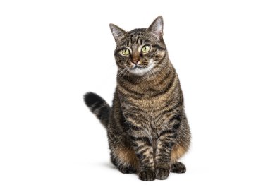 Oturan Tabby melez kedisi, beyaz tenli, gözlerden uzak.